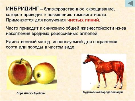 Методы селекции - презентация онлайн