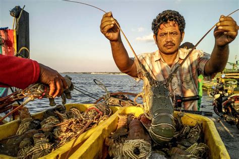 Ini Respon Pedagang Lobster Di Lamongan Tentang Aturan Ekspor Benih Lobster