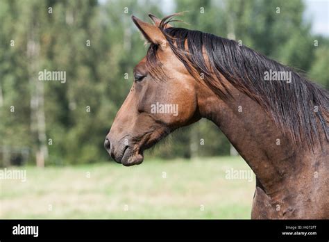 Wild Horses In The Field Stock Photo Alamy