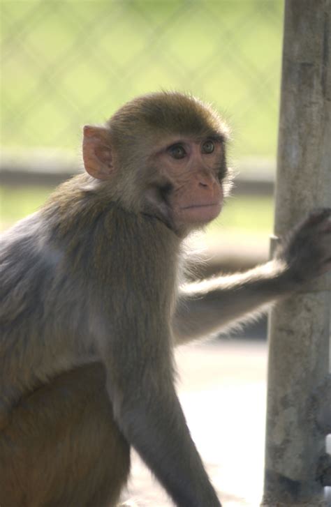 Scientists Unveil Genetic Linkage Map for Rhesus Macaque | Newswise: News for Journalists