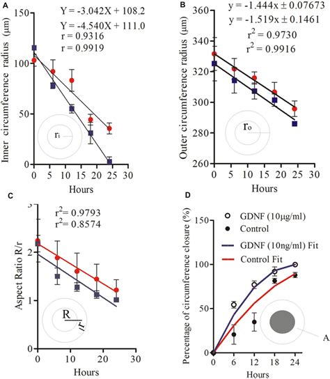 The Effect Of Gdnf On The Geometric Parameters Of The Toroid A Inner