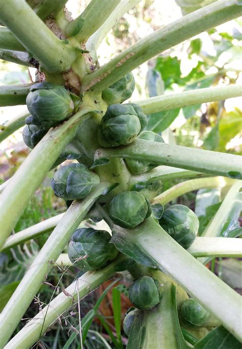 Spruitkool Diana S Mooie Moestuin Green Tips Gardenista Pampas