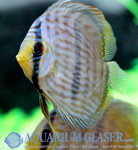 Diskus Special 1 Diskus Heckel Rio Negro 7 9 Cm Aquarium Glaser GmbH