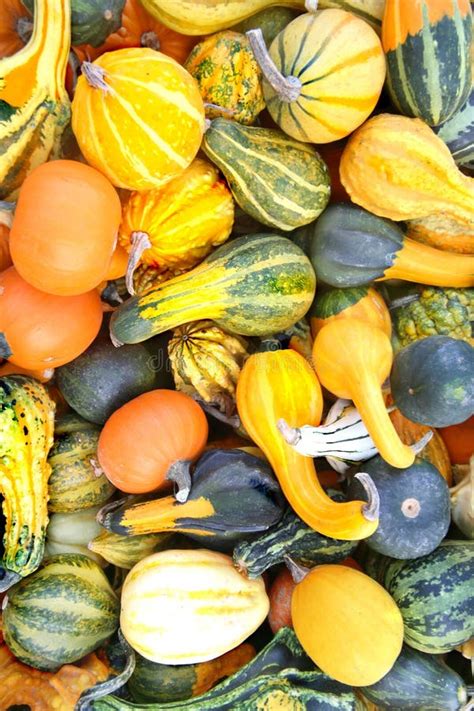 Colorful Autumn Gourd Pattern Stock Image - Image of bounty, concept ...