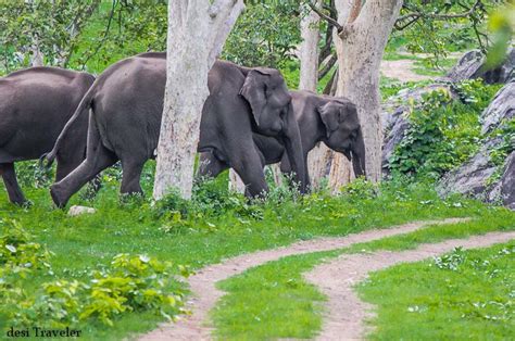 A Visit To Anti Poaching Camp Bandipur Tiger Reserve