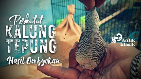 Rejeki Ngombyok Dapat Perkutut Kalung Tepung Lokal Alam Asli YouTube