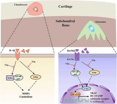 Frontiers Vindoline Attenuates Osteoarthritis Progression Through