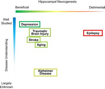 Function And Dysfunction Of Adult Hippocampal Neurogenesis In