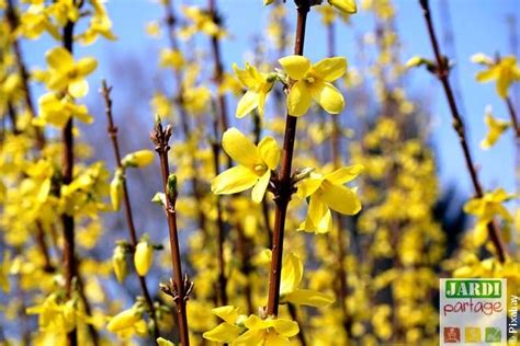 Arbustes Fleurs Jaunes Pour Le Printemps Tous Les Conseils De