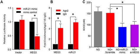 Meg3 Interact With Mir 21 And Their Effects On Soce A Regulatory Role