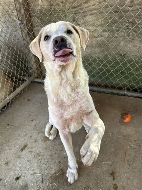 SOS... - SOS Animal Adoption Center - Enterprise, Alabama
