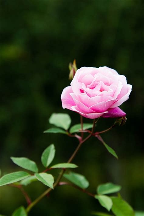 Rosa chinensis (Butterfly Rose, China Rose) | North Carolina Extension ...