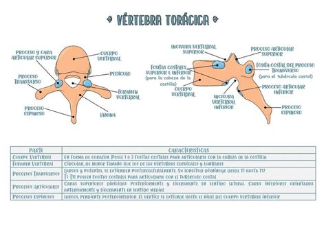 Vértebra Torácica Hemostudent Udocz