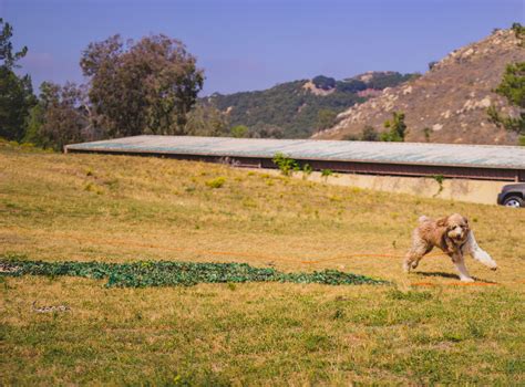 Protecting Your Best Friend: The Importance of Canine Snake Avoidance