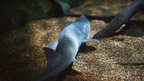 A Sturgeon SwimmingFree Stock Video