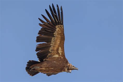 Vautour Fauve Griffon Vulture Gyps Fulvus Saint Sorl Flickr