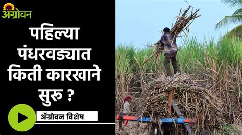 Sugarcane Crushing गाळप हंगामाला पावसाचा फटका ॲग्रोवन Youtube