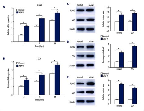 A Mrna Expression Levels Of Runx2 Runt Related Transcription Factor