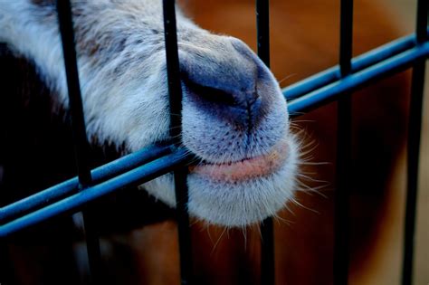 Goat Snout Animal Billy Free Photo On Pixabay Pixabay