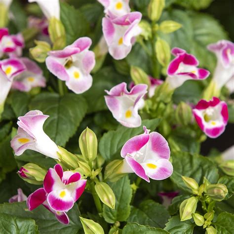 Torenia F1 'Little Kiss Rose Picotee' | Frø - Ettårige blomster ...