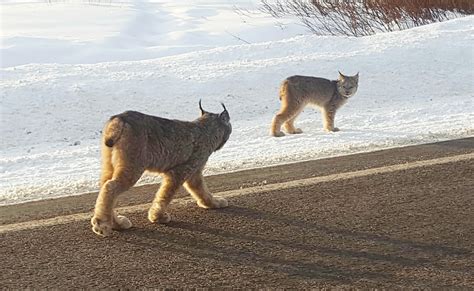 Lynx Stroll Past Colorado Crowds In Rare Sightings Cbs News