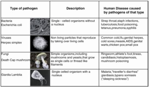 Immune System Nonspecific Defenses ‹ Opencurriculum