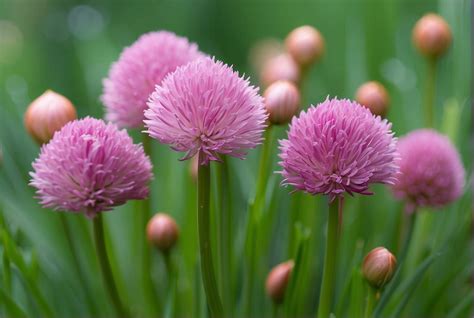 Dois je laisser fleurir la ciboulette Une réponse complète Rêve