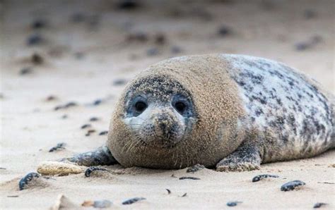 Foca Caracter Sticas H Bitat Reproducci N Alimentaci N Informaci N