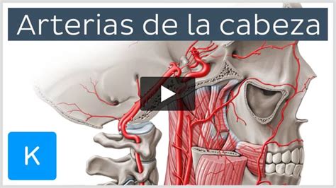 Arteria Facial Anatomía Ramas Y Correlaciones Clínicas Kenhub