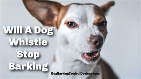 Will A Dog Whistle Stop Barking | The Answer Might Surprise You!