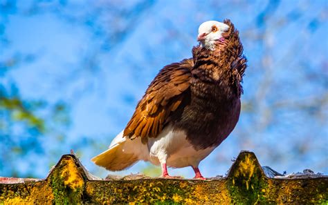 12 Most Bizarre Pigeon Breeds