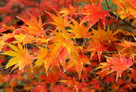 Japanese maples reveal the vivid hues of fall on the Gulf Coast (Finch ...