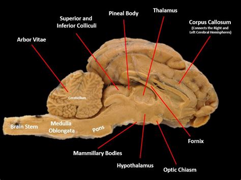 The Nervous System