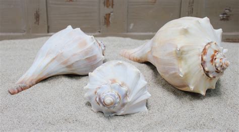 Atlantic Whelk Seashell Medium To Large Shells California Seashell