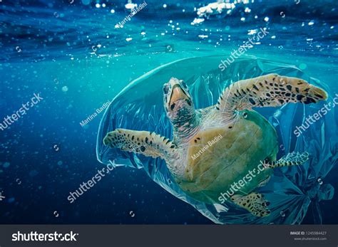 Leatherback Turtle Eating Plastic Bags