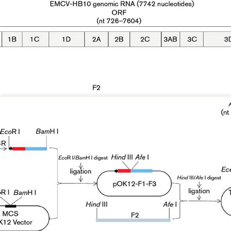 Strategy Utilized To Construct A Full Length Infectious Cdna Clone Of