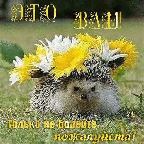 Открытка "Это Вам! Только не болейте, пожалуйста!" | Смешные морды ...