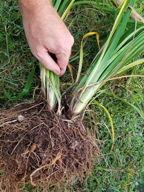 How To Divide Daylilies Garden Down South Daylily Garden Garden