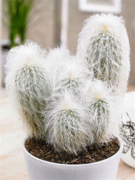 Cuidados As Plantas Espostoa Lanata Ou Woolly Cactus Noticias De