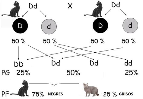 Dominância Biologia - Dominància completa - BIOPILI, apunts de biologia