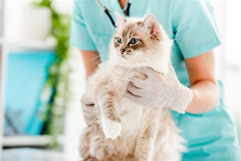 Essential Ragdoll Cat Care Traits And Breed Guide