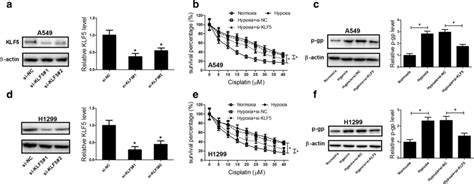 Klf Knockdown Suppressed Hypoxia Induced Ddp Resistance In Nsclc