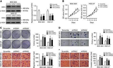 Fat4 Knockdown Promotes The Proliferation And Invasion Of Bgc 823 And