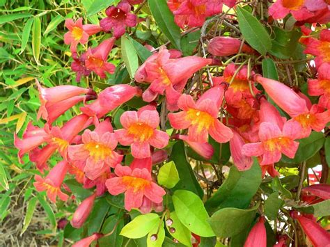 Expert Tips On How To Care Crossvine Plant Plantly