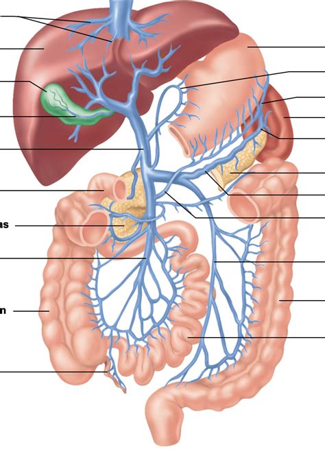 Hepatic Portal System Diagram Quizlet