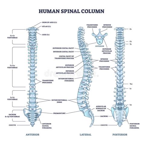 Columna Vertebral Humana Con Estructura Esquel Tica De Columna Dorsal Y