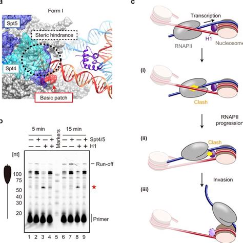 Cryo Em Structure Of The Rnapii Chromatosome Complex Form Ii A