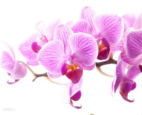 Tapeta flizelinowa Różowa orchidea 312x219 Opinie i ceny na Ceneo pl