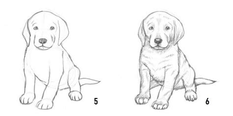 Impara A Disegnare Come Disegnare Un Cane Passaggi Per Disegno Di