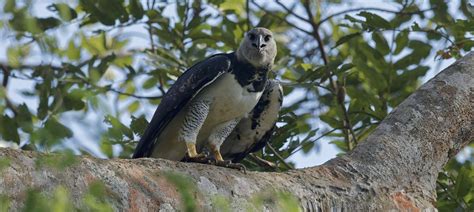 Panama Birding the Darién Gap Naturetrek